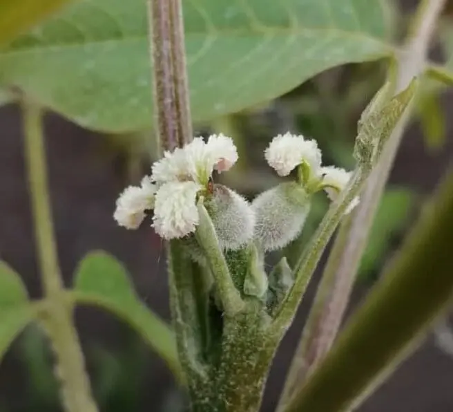 fiori del noce - Cosa si fa con le foglie di noce