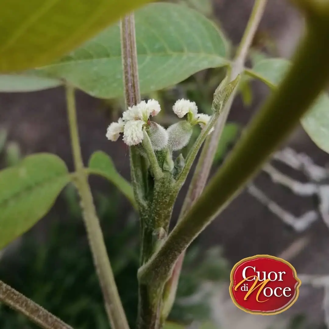 Fiori del noce: proprietà e utilizzi - [benefici per la salute e la bellezza