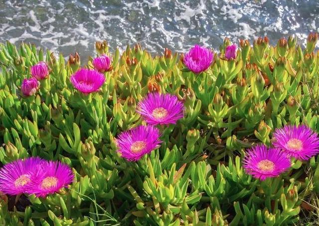 Fiori tappezzanti: riempi il tuo giardino di bellezza - Cosa si intende per specie tappezzante fiori tappezzanti - Cosa si intende per specie tappezzante