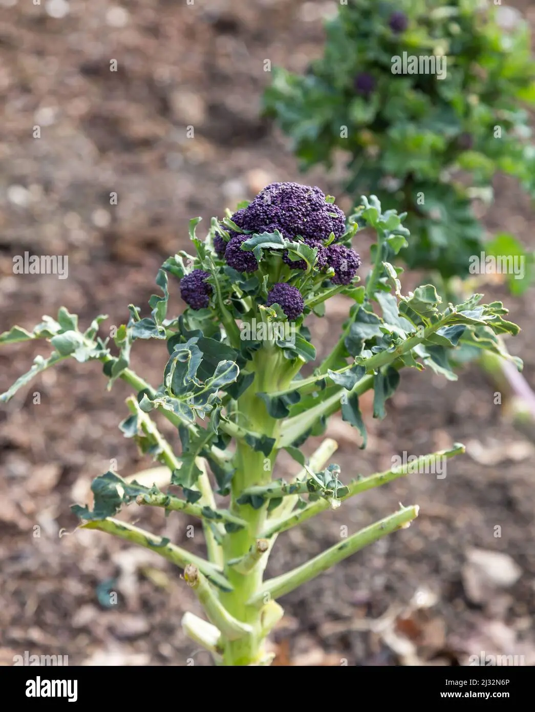 Broccolo Fiorito: il re delle verdure - Cosa si mangia del broccolo fiolaro broccolo fiorito - Cosa si mangia del broccolo fiolaro