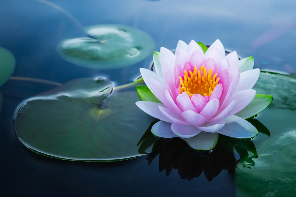 Il Fior di Loto: Un Simbolo di Bellezza e Nutrizione - Cosa si mangia del fiore di loto il fior di loto - Cosa si mangia del fiore di loto