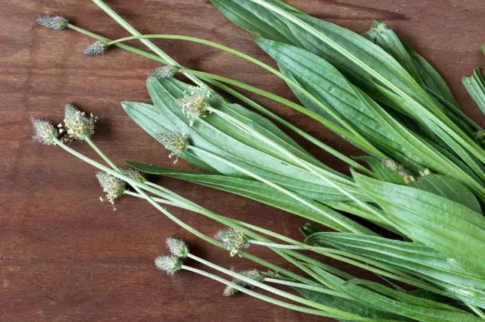 piantaggine fiore - Cosa si mangia della piantaggine