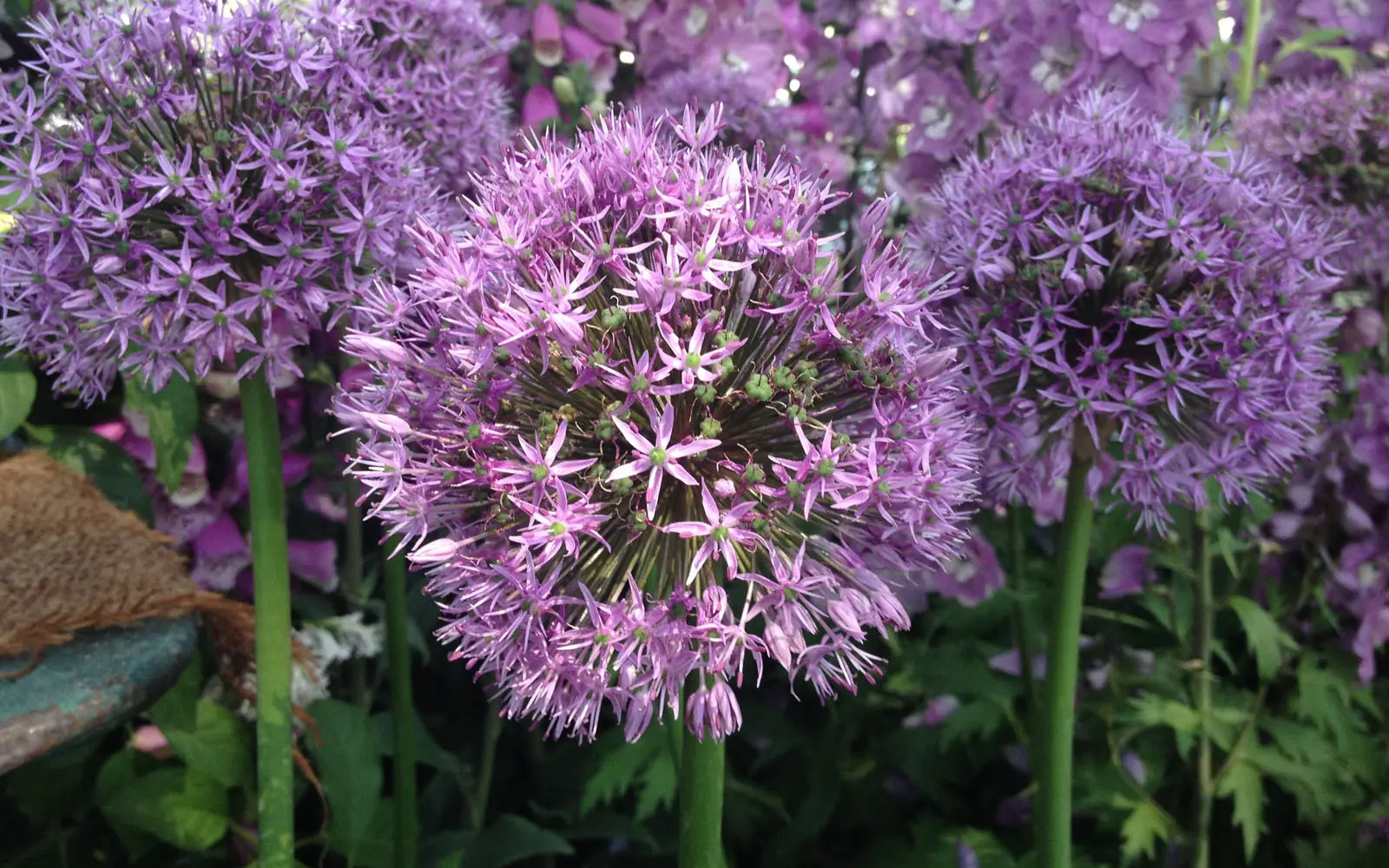 Fiori dell'aglio selvatico: una delicata bellezza della natura - Cosa si può fare con i fiori dell'aglio orsino fiori dell'aglio selvatico - Cosa si può fare con i fiori dell'aglio orsino