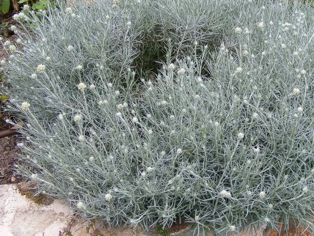 Cosa si può fare con i fiori di elicriso - Cosa si può fare con i fiori di elicriso fiori elicriso - Cosa si può fare con i fiori di elicriso