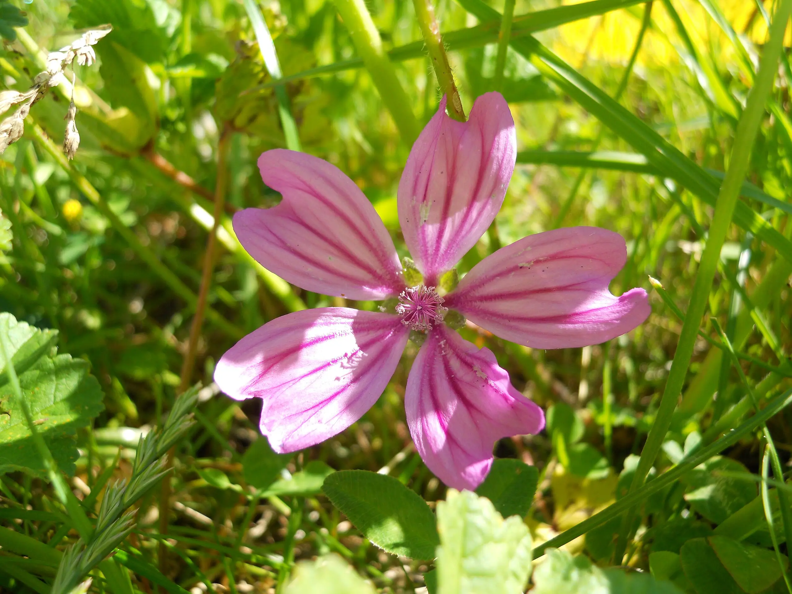 Cosa si può fare con i fiori di malva - Cosa si può fare con i fiori di malva fiore di malva - Cosa si può fare con i fiori di malva