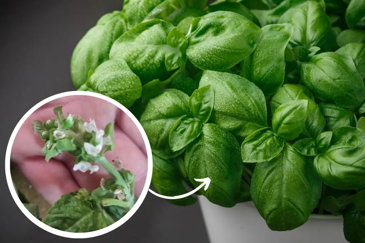 I fiori del basilico si possono piantare: guida completa - Cosa si può fare con i semi di basilico i fiori del basilico si possono piantare - Cosa si può fare con i semi di basilico