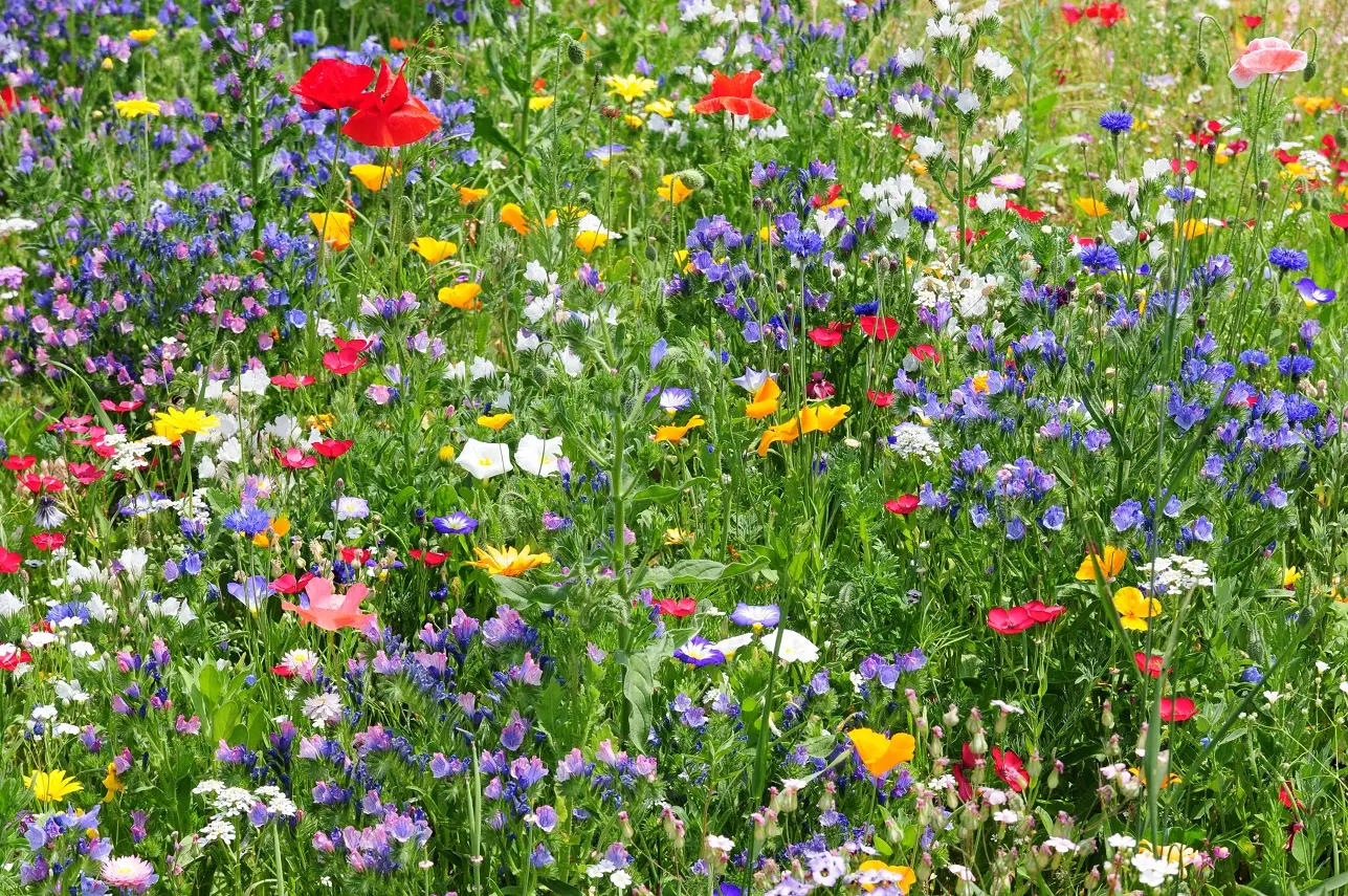 Giardino Prato Fiorito: Soluzioni alternative per un giardino a bassa manutenzione - Cosa si può mettere a posto del prato giardino prato fiorito - Cosa si può mettere a posto del prato