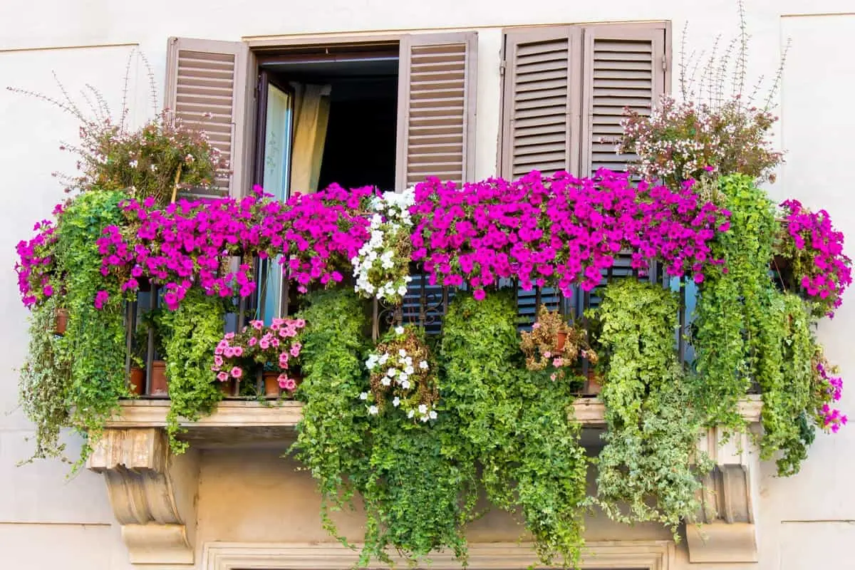 Cosa piantare nel giardino a maggio - Cosa si può piantare a maggio e giugno fiori da piantare a maggio - Cosa si può piantare a maggio e giugno