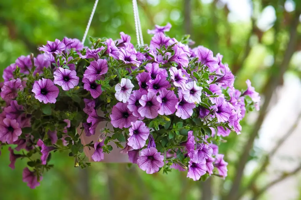 Che fiori piantare ad aprile - Cosa si può piantare ad aprile che fiori piantare ad aprile - Cosa si può piantare ad aprile