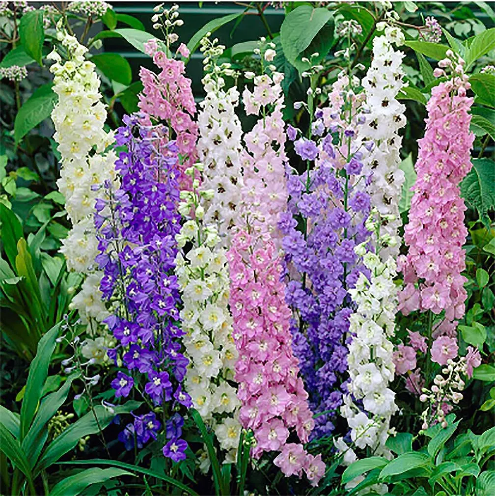 Delphinium Fiore: il significato del fiore dell'amore sincero - Cosa significa Delphinium delphinium fiore - Cosa significa Delphinium