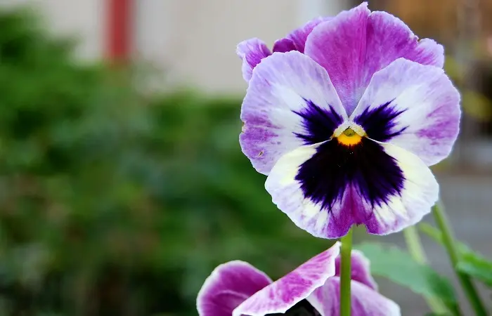fiore viola significato - Cosa significa il colore viola in amore