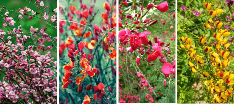 fiori di ginestre - Cosa significa la Ginestra nel linguaggio dei fiori