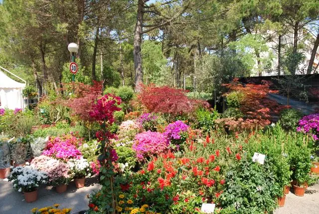 lignano in fiore - Cosa significa Lignano