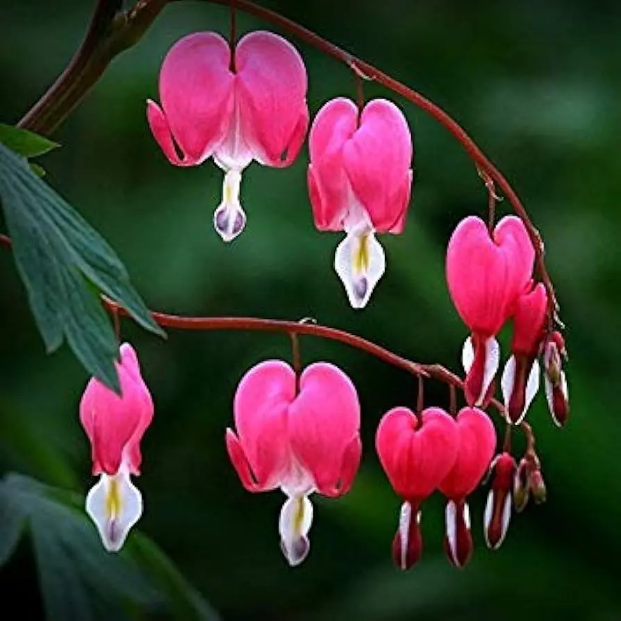 fiore a forma di cuore - Cosa significa regalare un Anthurium