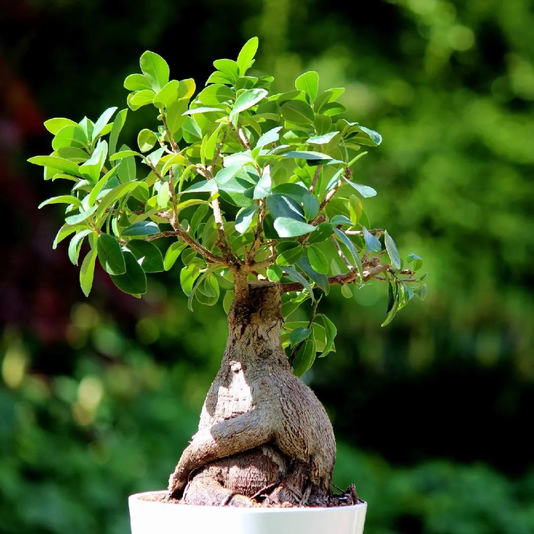 Ficus Ginseng Fiori: Cura, Significato e Consigli per Prendersene Cura - Cosa significa regalare un ficus ginseng ficus ginseng fiori - Cosa significa regalare un ficus ginseng