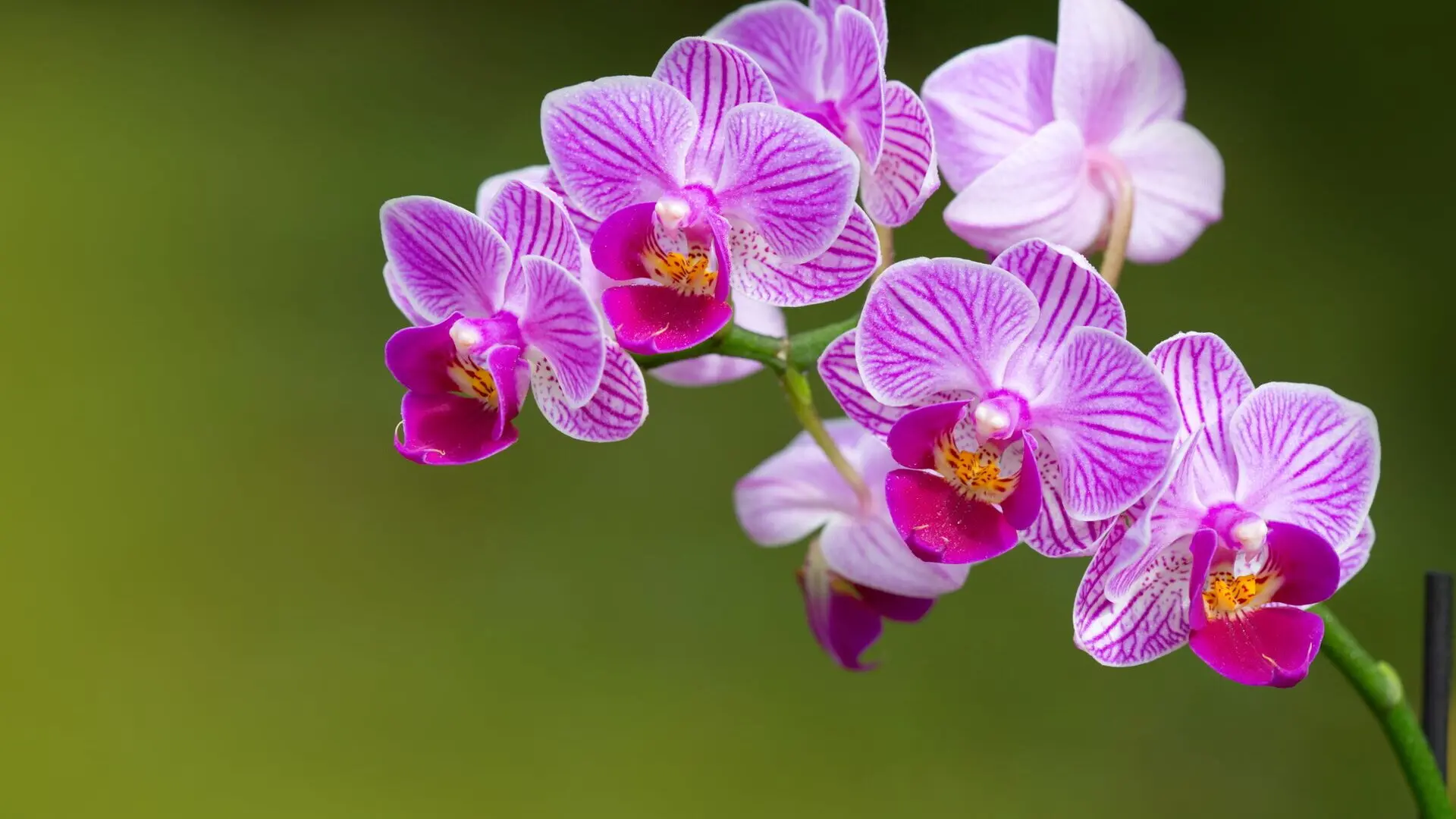 Cosa significa regalare un'orchidea ad una donna - Cosa significa regalare un'orchidea ad una donna orchidea significato fiore - Cosa significa regalare un'orchidea ad una donna