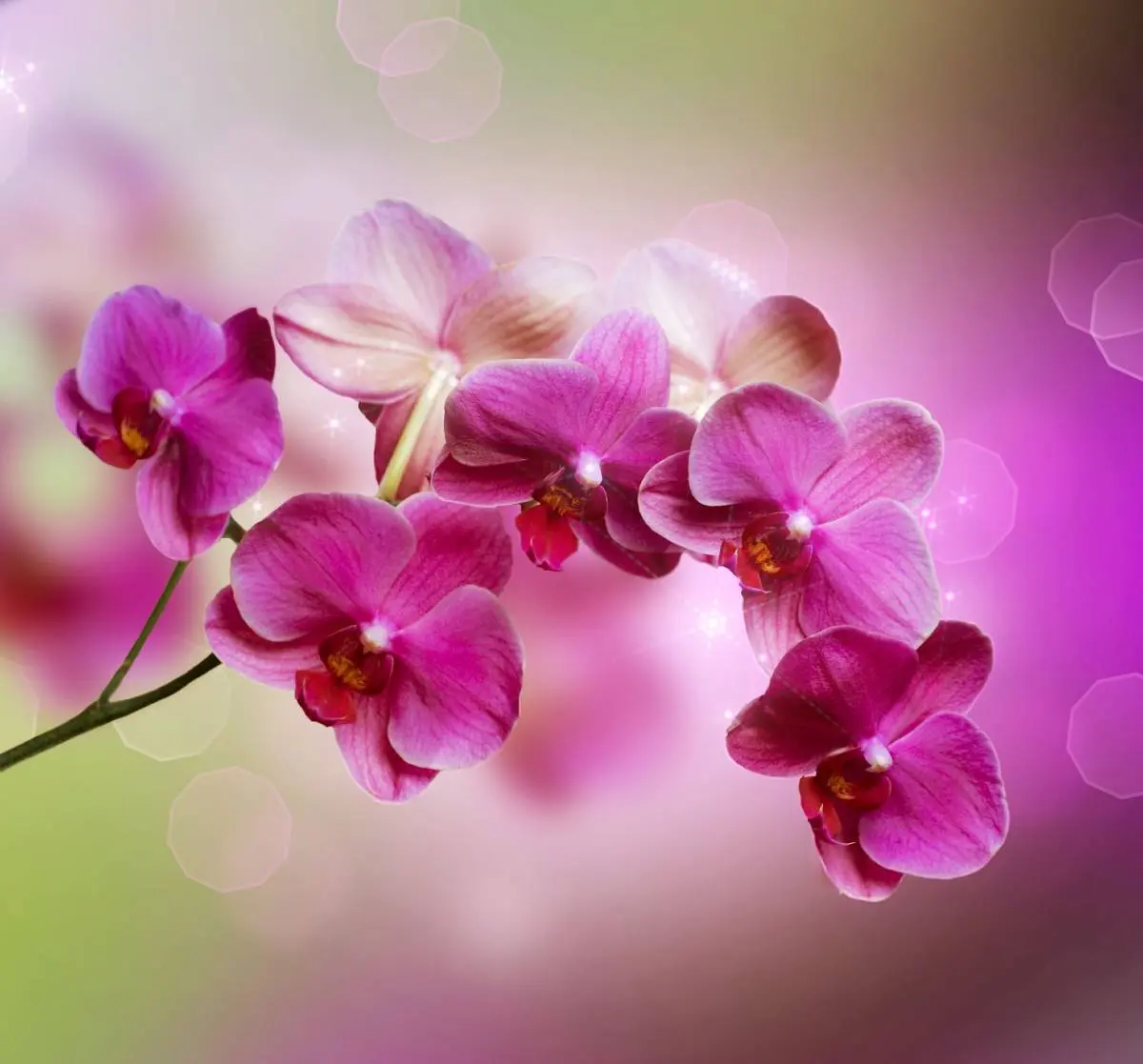 Cosa significa regalare un'orchidea ad una donna - Cosa significa regalare un orchidea bianca orchidea significato fiore - Cosa significa regalare un orchidea bianca