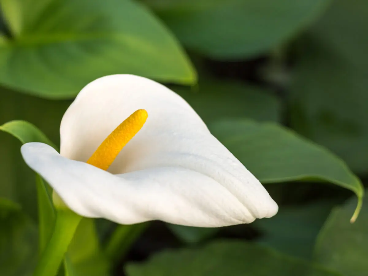 Il significato della calla fiore - Cosa significa regalare una calla gialla significato della calla fiore - Cosa significa regalare una calla gialla