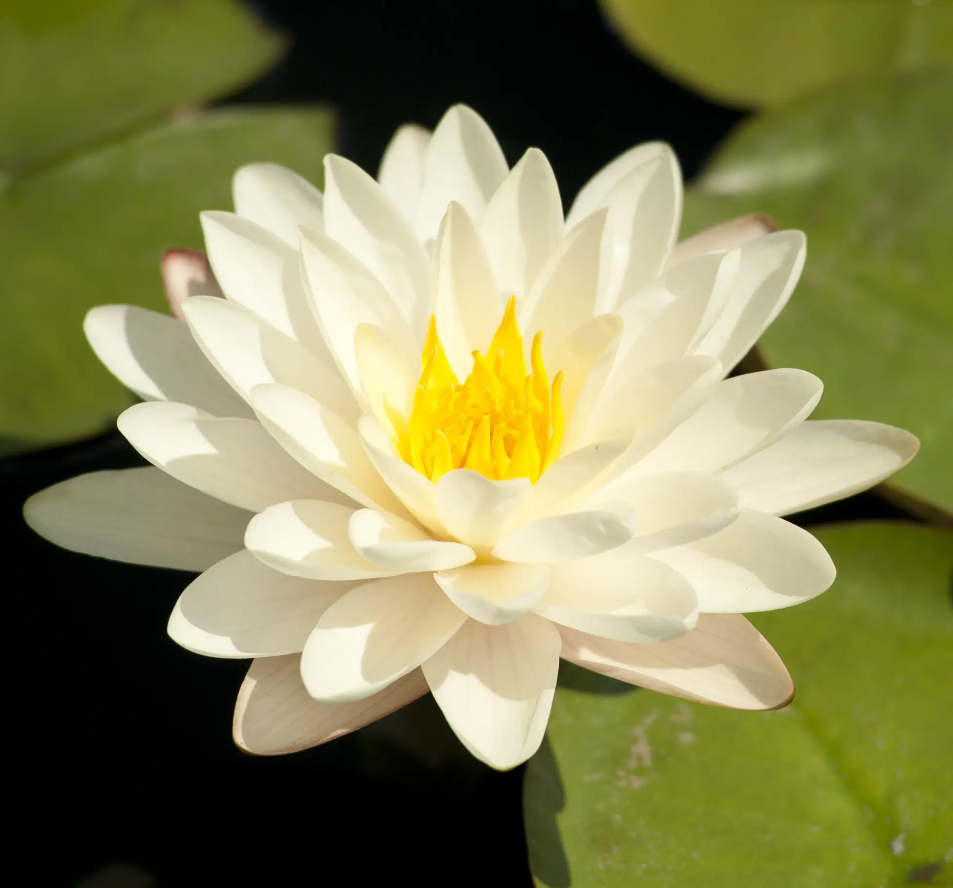 fiore ninfea significato - Cosa significa regalare una ninfea