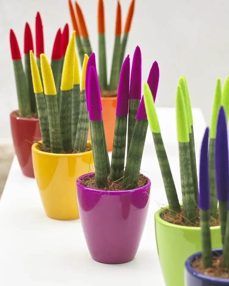 Cosa significa regalare una sansevieria? - Cosa significa regalare una sansevieria sansevieria fiore significato - Cosa significa regalare una sansevieria