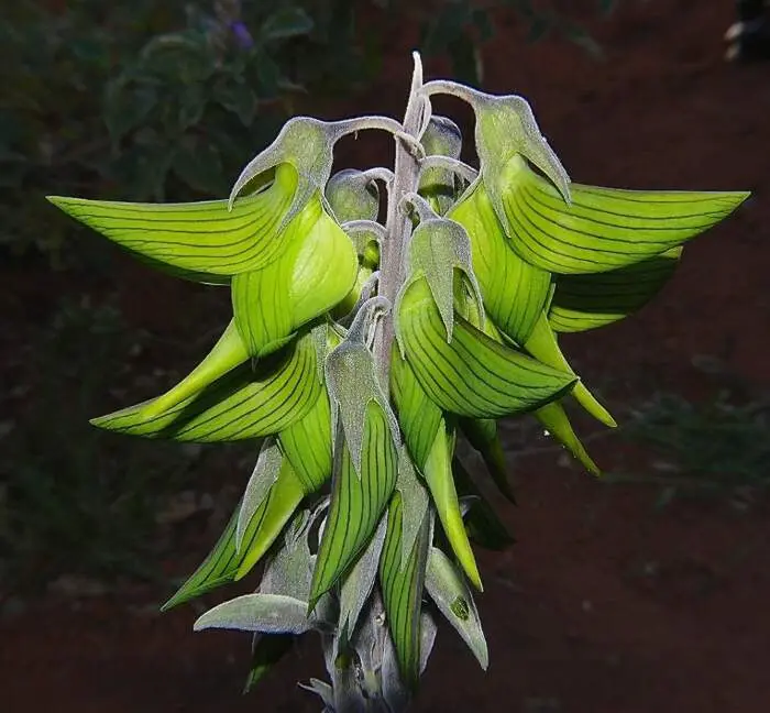 fiore a forma di uccello - Cosa significa regalare una sterlizia