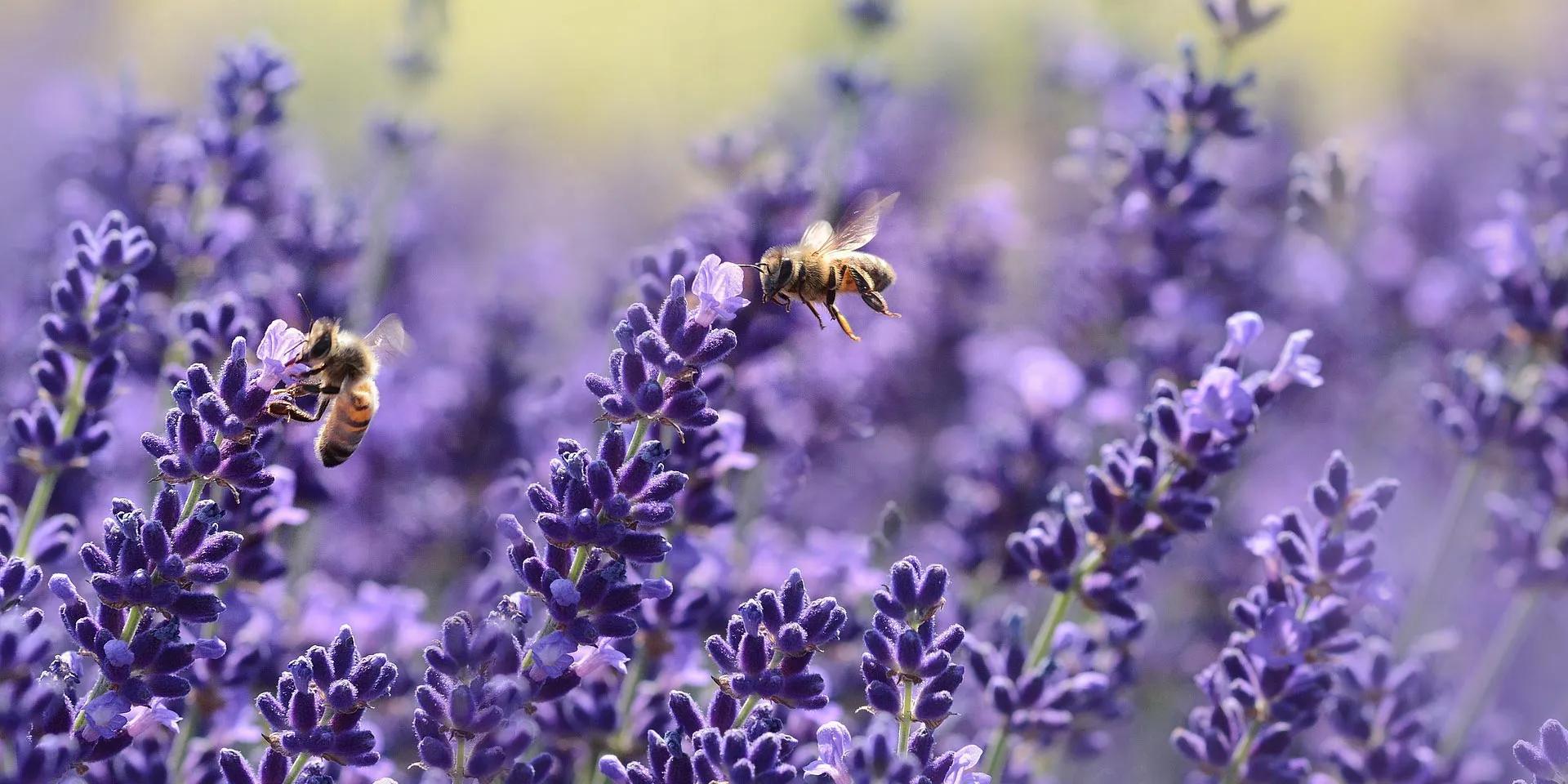 Lavanda fiore significato: scopri il significato del profumo di lavanda e del sogno di lavanda - Cosa significa sentire il profumo di lavanda lavanda fiore significato - Cosa significa sentire il profumo di lavanda