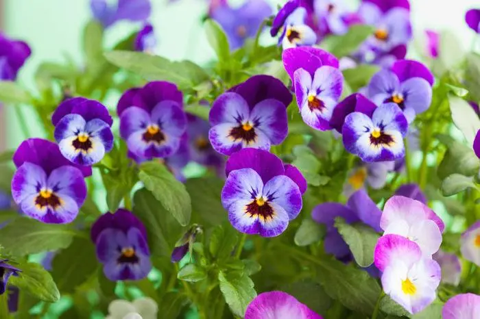 violetta fiore significato - Cosa significa Violeta