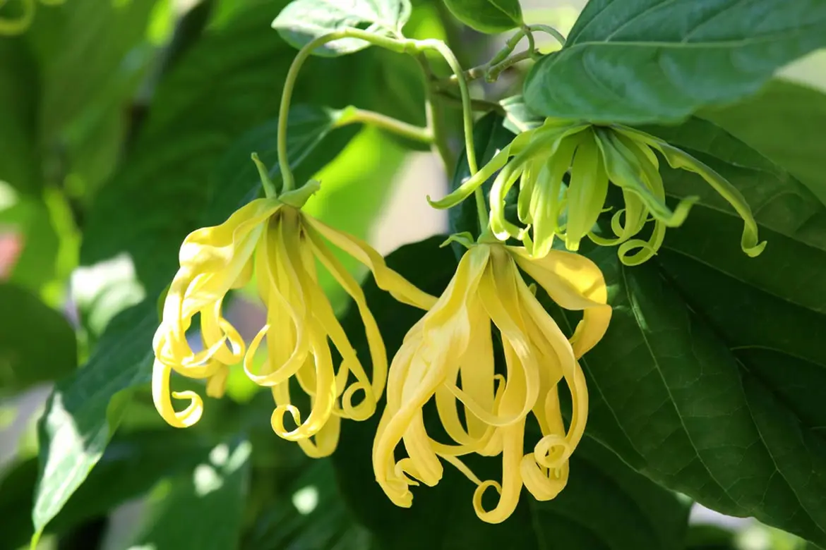 Ylang Ylang Fiore: Un Profumo Intenso e Particolare - Cosa significa Ylang Ylang ylang ylang fiore - Cosa significa Ylang Ylang