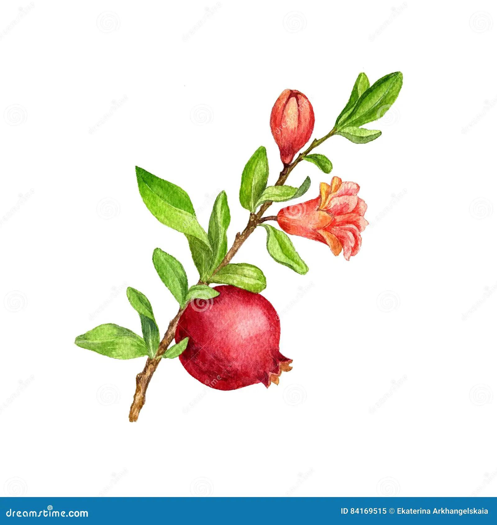 fiore melograno disegno - Cosa simboleggia il fiore del melograno