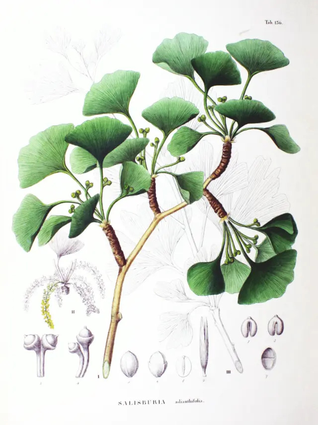 ginkgo biloba fiore - Cosa simboleggia il Ginkgo biloba