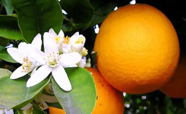 albero di arancio in fiore - Cosa simboleggia l'albero di arancio