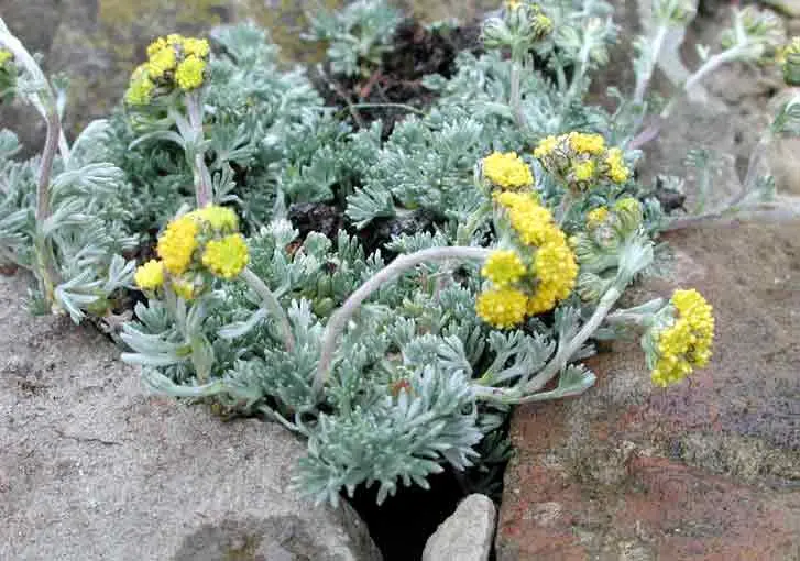 artemisia fiori - Cosa simboleggia l Artemisia