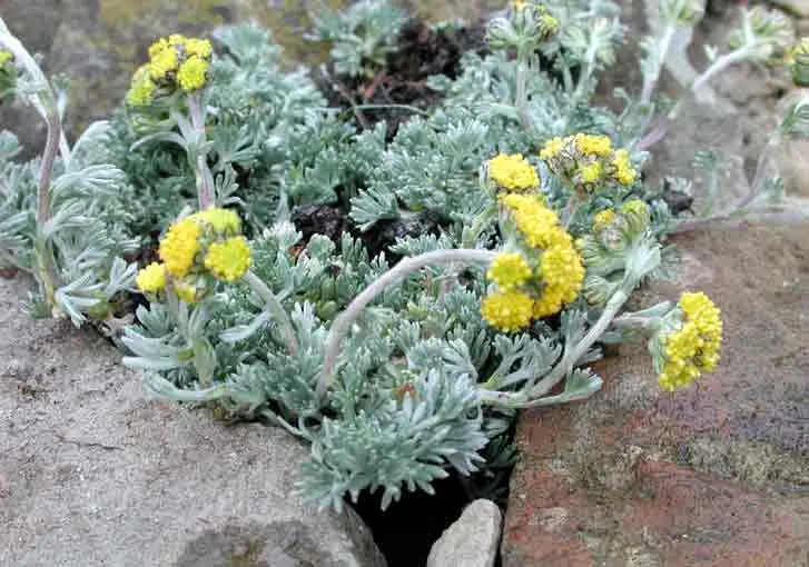 Artemisia Fiori: il significato e il simbolismo dei fiori di Artemisia - Cosa simboleggia l Artemisia artemisia fiori - Cosa simboleggia l Artemisia