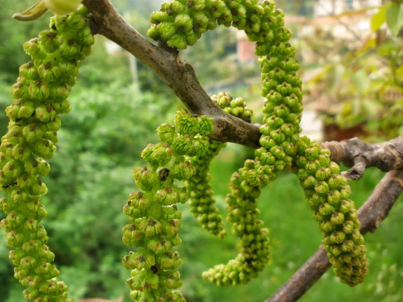Fiore della noce: un simbolo magico e misterioso - Cosa simboleggia la noce fiore della noce - Cosa simboleggia la noce