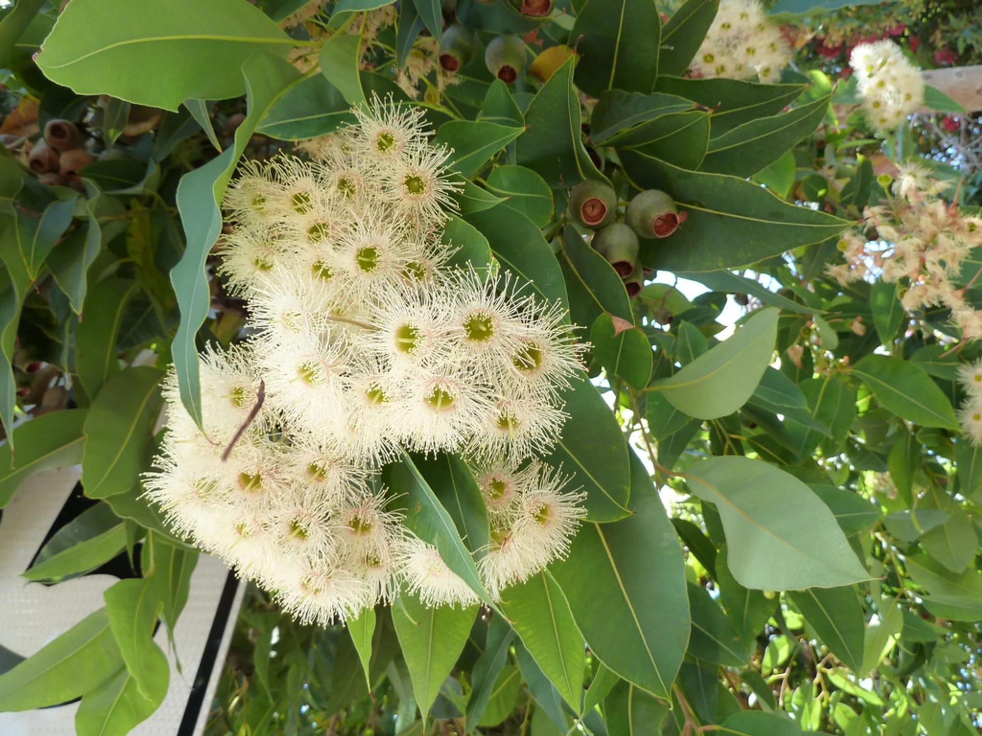 Fiori di Eucalipto: Significato e Simbolismo - Cosa simboleggia la pianta di eucalipto fiori di eucalipto - Cosa simboleggia la pianta di eucalipto