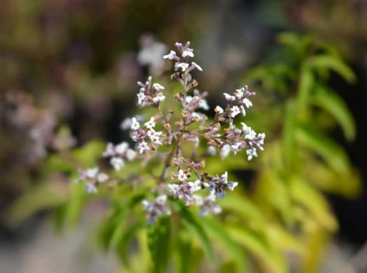 verbena odorosa fiori - Cosa simboleggia la verbena