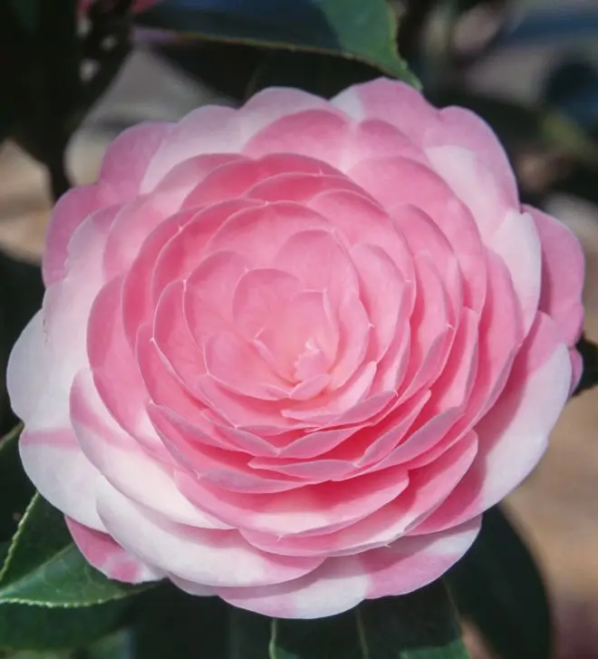 Camelie Fiori: Bellezza e Significato - Cosa simboleggiano le camelie camelie fiori - Cosa simboleggiano le camelie