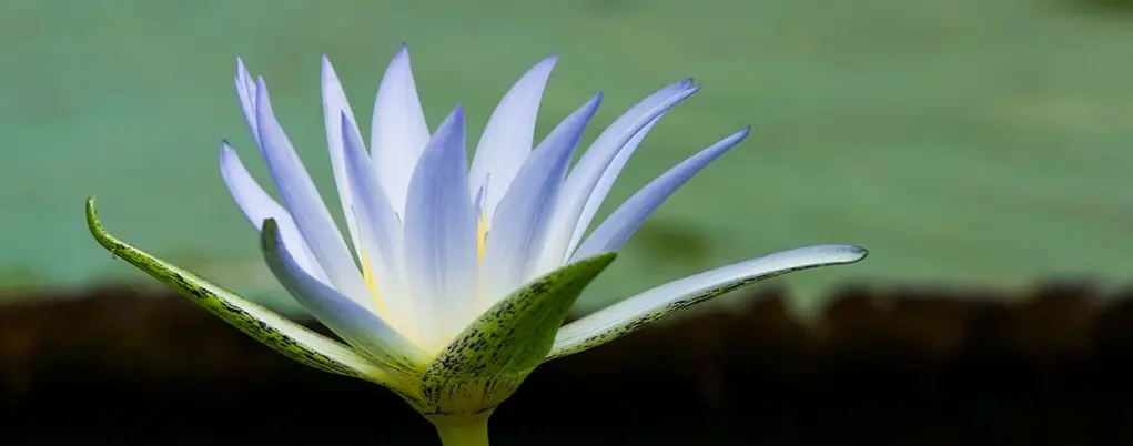 fiore di loto egiziano - Cosa sono gli amuleti egizi
