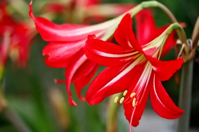fiori rossi nomi - Cosa sono i fiori rossi