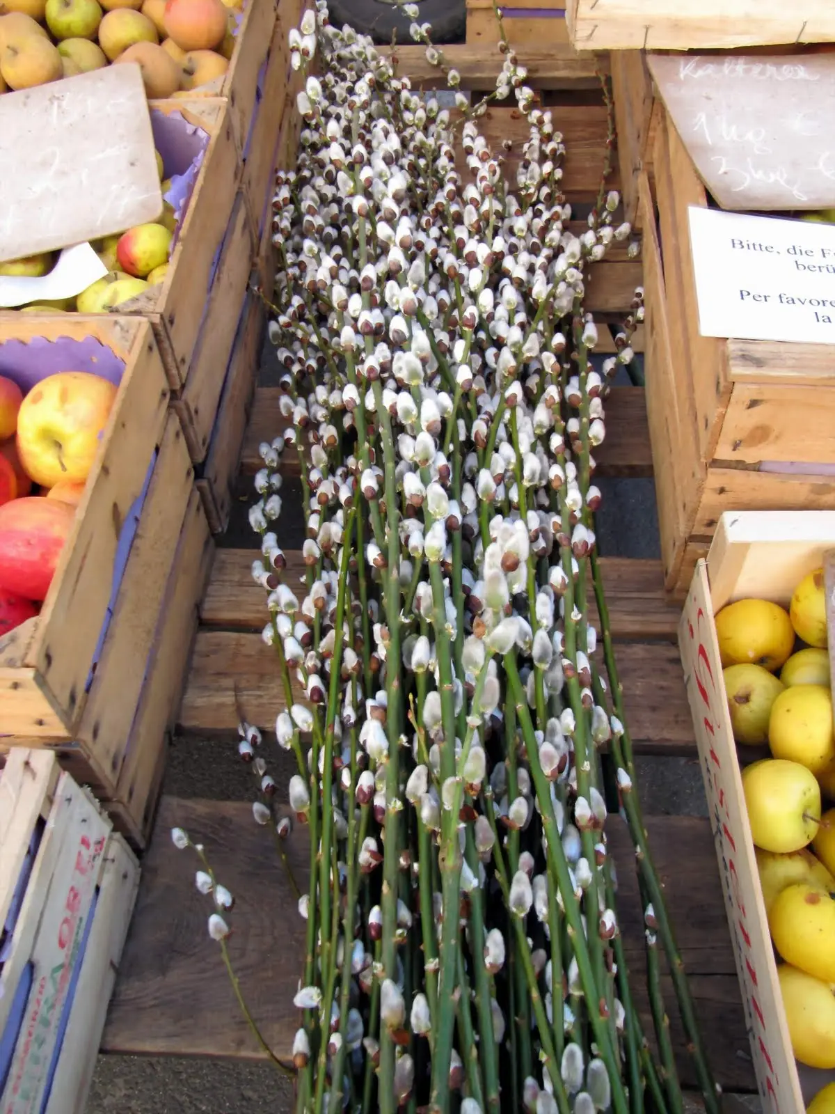 Cosa sono i Gattici Fiori? - Cosa sono i Gattici gattici fiori - Cosa sono i Gattici