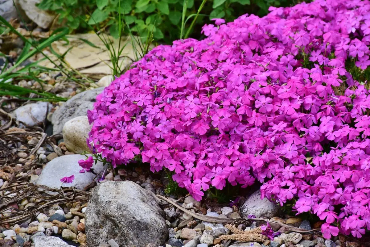 Fiori tappezzanti: riempi il tuo giardino di bellezza - Cosa sono le piante tappezzanti fiori tappezzanti - Cosa sono le piante tappezzanti