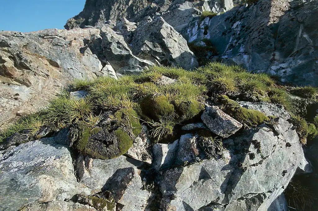 fiori antartide - Cosa succede se sbocciano i fiori in Antartide