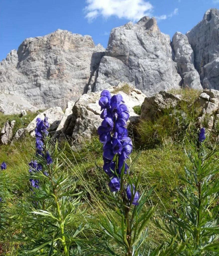 fiore velenoso - Cosa succede se si tocca l'oleandro
