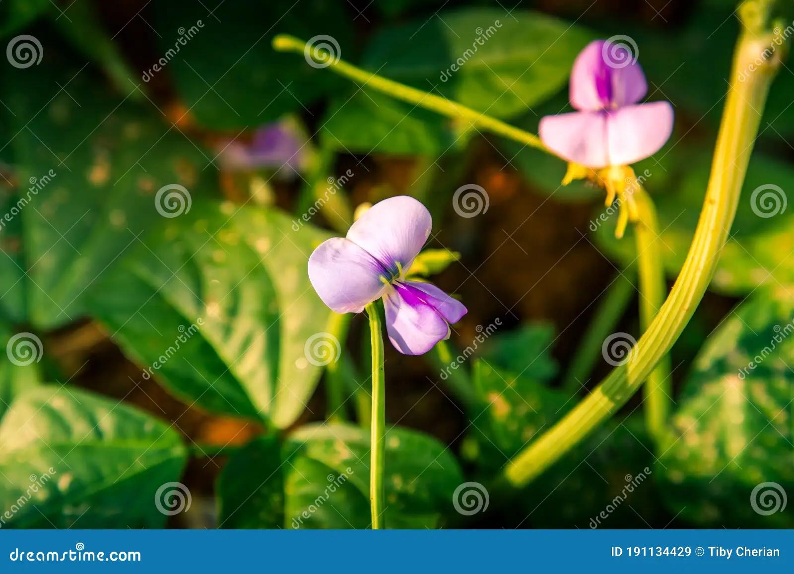 fiore ornamentale - Cosa vuol dire piante ornamentali