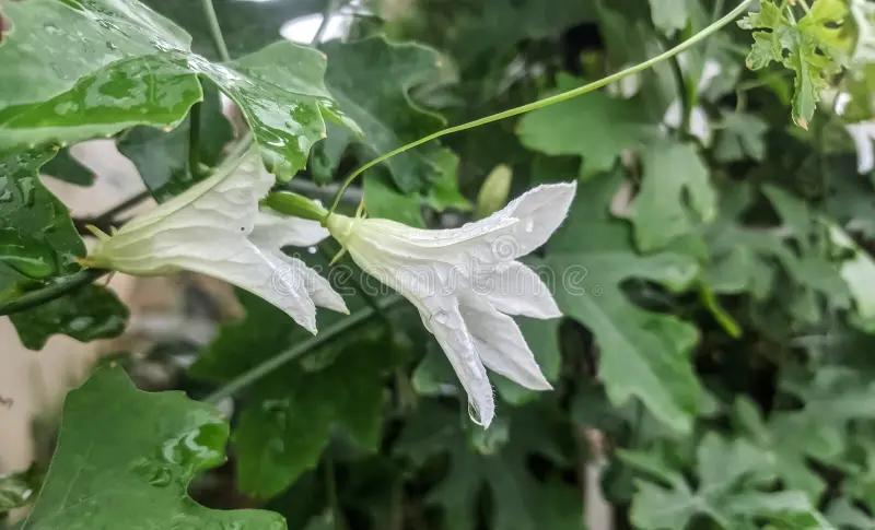 Fiori di Zucca Amari: Una guida completa - Cosa vuol dire quando la zucca è amara fiori di zucca amari - Cosa vuol dire quando la zucca è amara