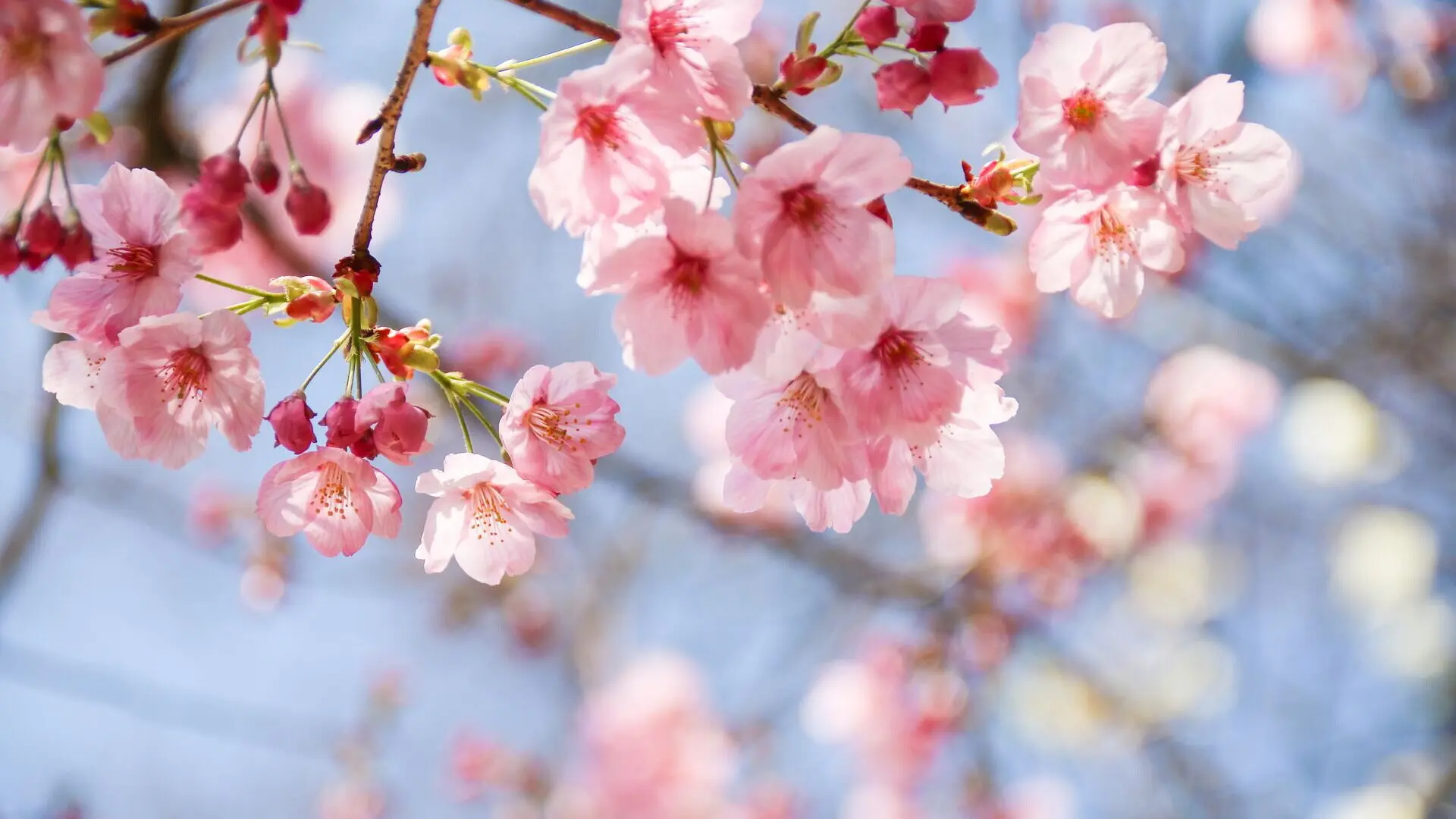 Cosa vuol dire regalare un fiore - Cosa vuol dire regalare un fiore significati fiori - Cosa vuol dire regalare un fiore