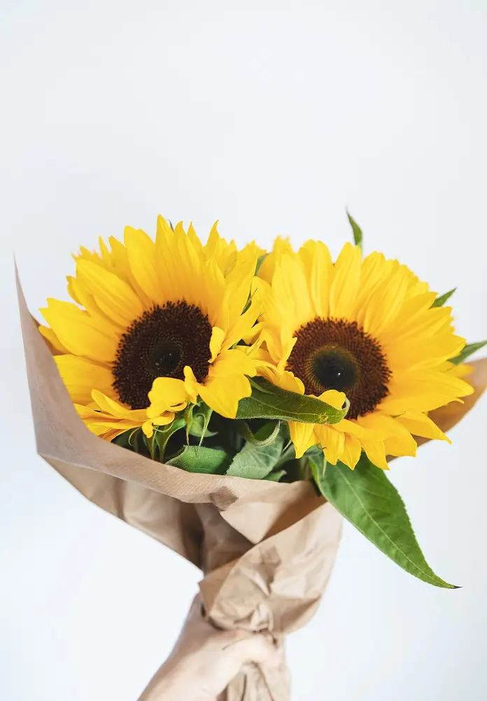 Il significato del girasole come fiore - Cosa vuol dire regalare un girasole significato girasole fiore - Cosa vuol dire regalare un girasole