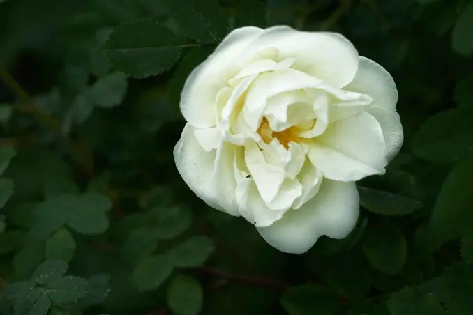 Cosa vuol dire regalare una rosa rossa - Cosa vuol dire regalare una rosa rossa rosa fiore significato psicologico - Cosa vuol dire regalare una rosa rossa