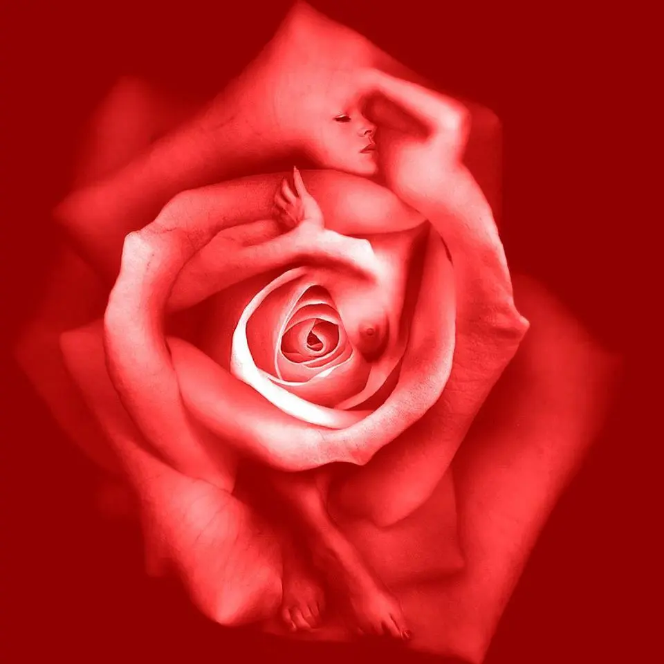 Il significato delle rose rosse: amore e passione