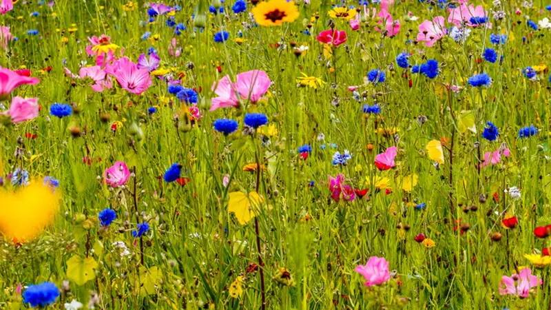 Sognare fiori colorati: il significato dietro i sogni floreali - Cosa vuol dire sognare fiori gialli sognare fiori colorati - Cosa vuol dire sognare fiori gialli